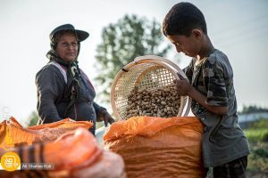 کشت بادام زمینی