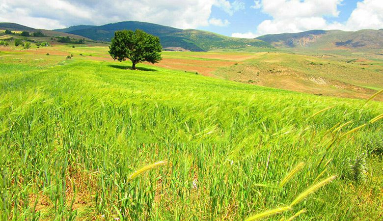 آشنایی با سیاهکل