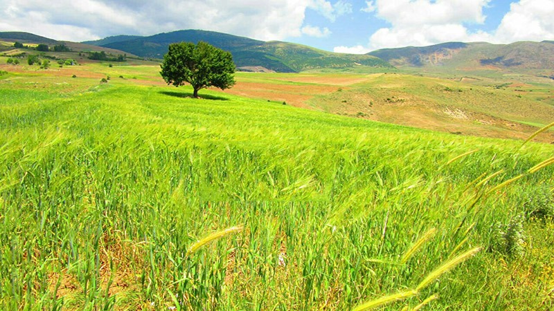 آشنایی با سیاهکل
